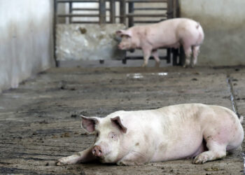 Proponen iniciativa para garantizar un trato digno en la crianza de especies de consumo humano