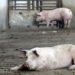 Proponen iniciativa para garantizar un trato digno en la crianza de especies de consumo humano