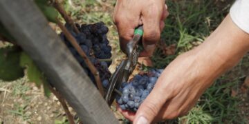Entreerres Viñedos celebra la vendimia