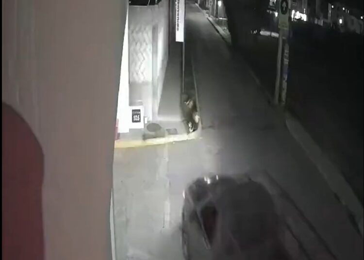 Irritación social en Cuautlancingo por camioneta que arrolló a tres perritos