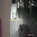 Irritación social en Cuautlancingo por camioneta que arrolló a tres perritos