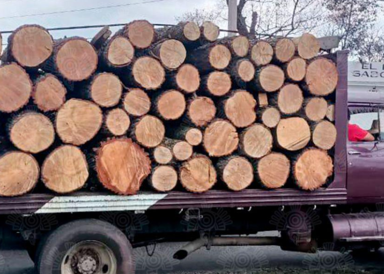 Recupera Policía Estatal media centena de troncos de madera