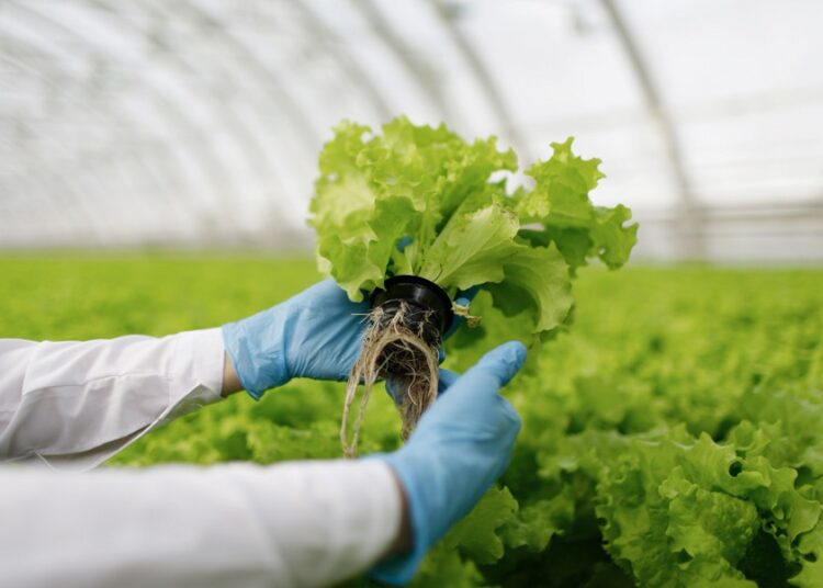 Transformar el sistema agroalimentario podría resolver los retos más importantes del mundo
