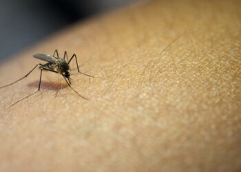 Reportan una muerte por dengue en Izúcar de Matamoros