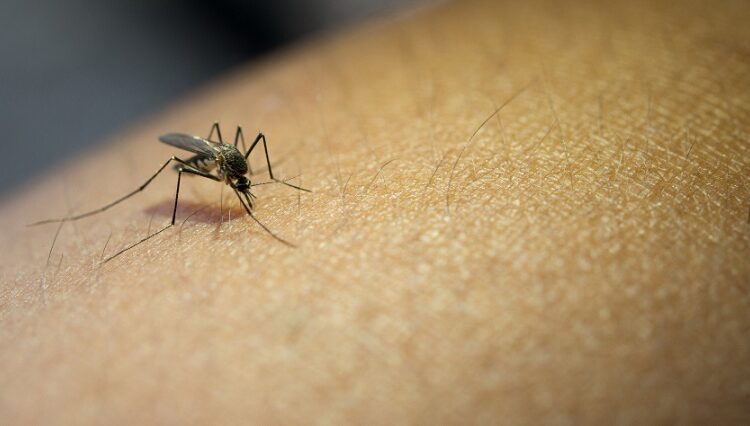 Reportan una muerte por dengue en Izúcar de Matamoros