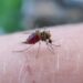 Aumentan casos de dengue