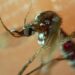 Aumentan a mil 140 casos de dengue
