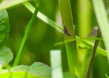 Dengue, presente en 48 municipios: Salud