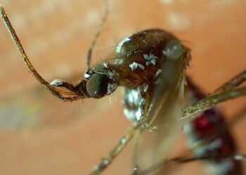 Reportan 60 casos de dengue en 24 horas