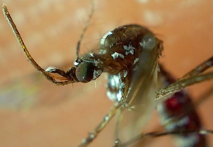 Reportan 60 casos de dengue en 24 horas