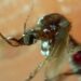 Reportan 60 casos de dengue en 24 horas
