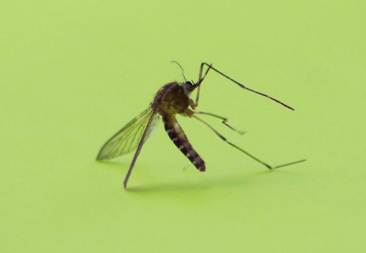 Puebla acumula 856 casos de dengue