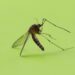 Puebla acumula 856 casos de dengue
