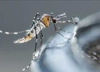 Puebla se acerca a los mil casos de dengue