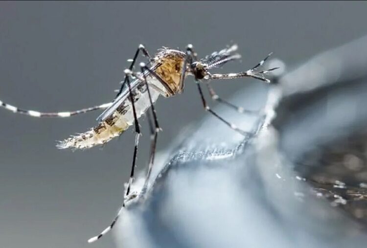 Puebla se acerca a los mil casos de dengue