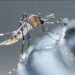 Puebla se acerca a los mil casos de dengue