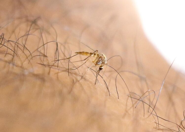 72 municipios concentran casos de dengue