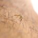 72 municipios concentran casos de dengue