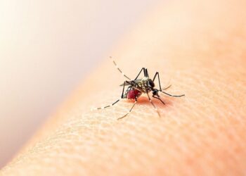Reportan 15 casos de dengue en últimas 24 horas