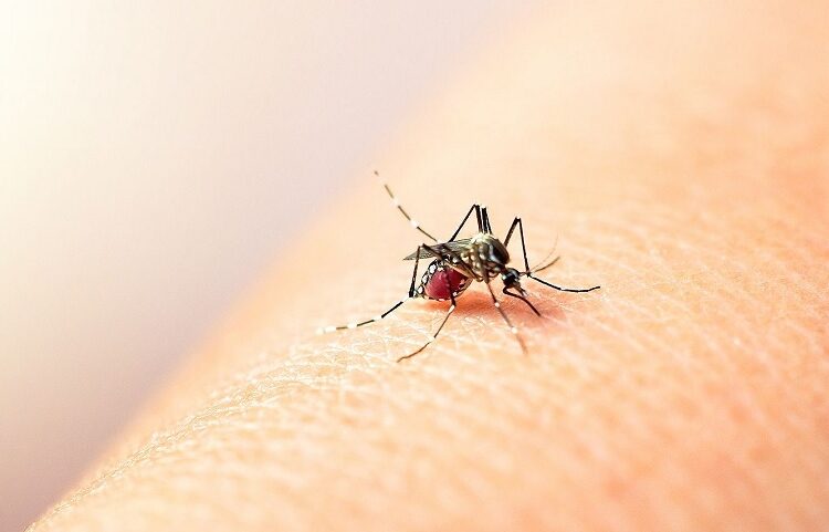 Reportan 15 casos de dengue en últimas 24 horas