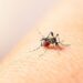 Reportan 15 casos de dengue en últimas 24 horas