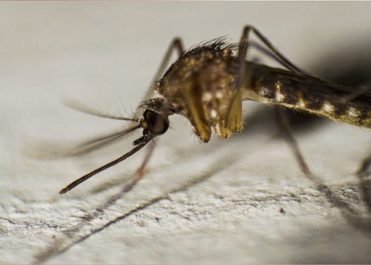 No se reportan nuevos casos de dengue