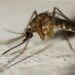 No se reportan nuevos casos de dengue