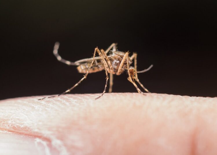 Puebla acumula 736 casos de dengue