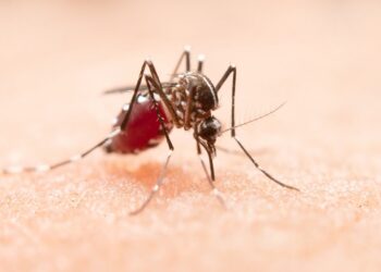 Van 35 casos de dengue en 24 horas: Salud Puebla