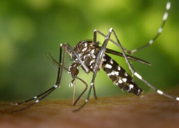 Aumentan casos de dengue en la entidad: Salud