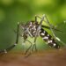 Aumentan casos de dengue en la entidad: Salud