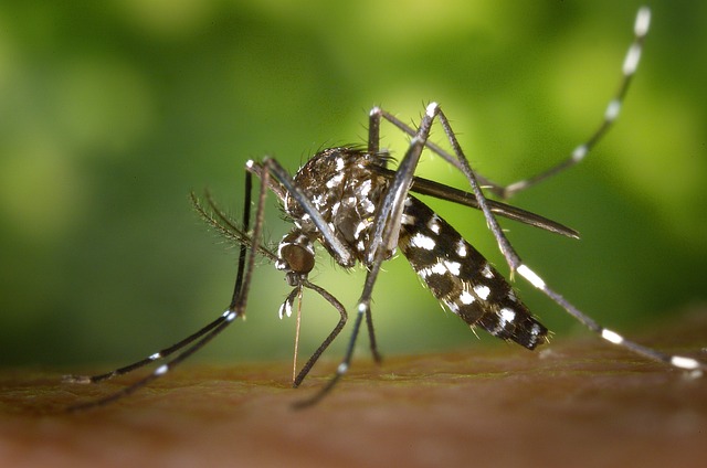Aumentan casos de dengue en la entidad: Salud