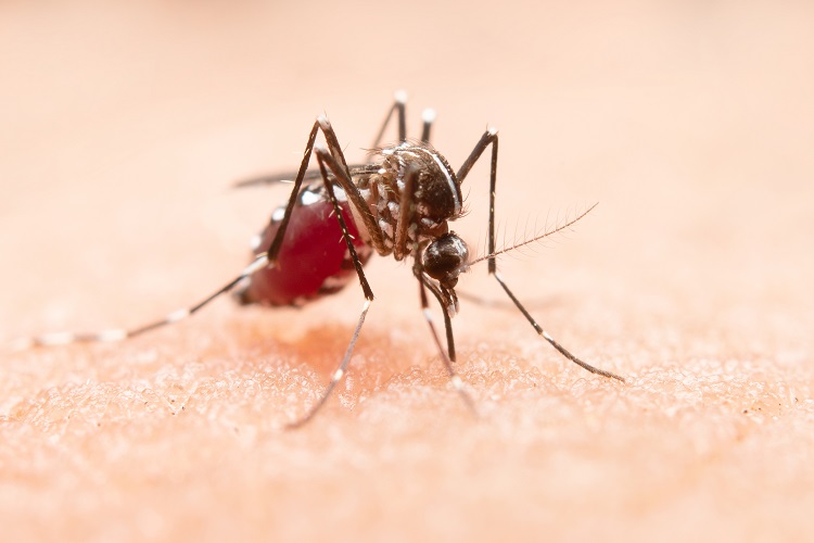 Van 35 casos de dengue en 24 horas: Salud Puebla