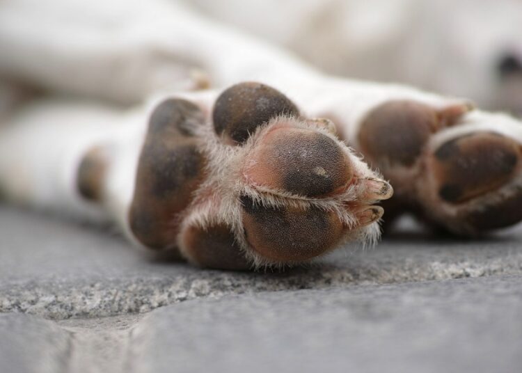 Céspedes condena maltrato animal en Huejotzingo