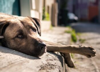 Medio Ambiente recibe de 5 a 10 denuncias diarias por maltrato animal