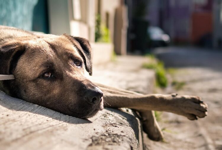 Medio Ambiente recibe de 5 a 10 denuncias diarias por maltrato animal