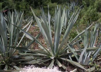 Detonarán economía con agave mezcalero en la Mixteca