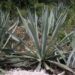 Detonarán economía con agave mezcalero en la Mixteca