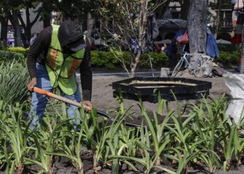 Ayuntamiento siembra plantas en el Zócalo