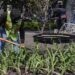 Ayuntamiento siembra plantas en el Zócalo