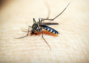 Registra Puebla 15 nuevos casos de dengue