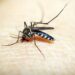 Registra Puebla 15 nuevos casos de dengue