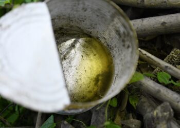 Reportan mil 528 casos de dengue en 80 municipios