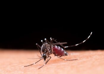 Reportan 11 hospitalizados por dengue en Puebla