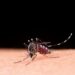 Reportan 11 hospitalizados por dengue en Puebla