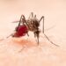 Acumula Puebla mil 359 casos de dengue