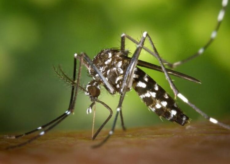 No se reportaron nuevos casos de dengue en últimas 24 horas