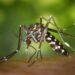 No se reportaron nuevos casos de dengue en últimas 24 horas
