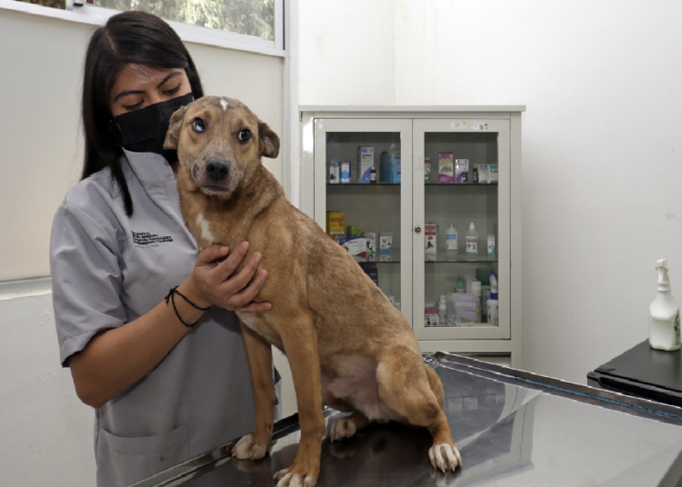 Congreso acepta iniciativa sobre Centros de Bienestar Animal en municipios