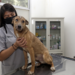 Congreso acepta iniciativa sobre Centros de Bienestar Animal en municipios